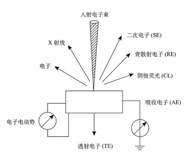 掃描電鏡的結(jié)構(gòu)及工作原理 掃描電鏡的結(jié)構(gòu)及工作原理