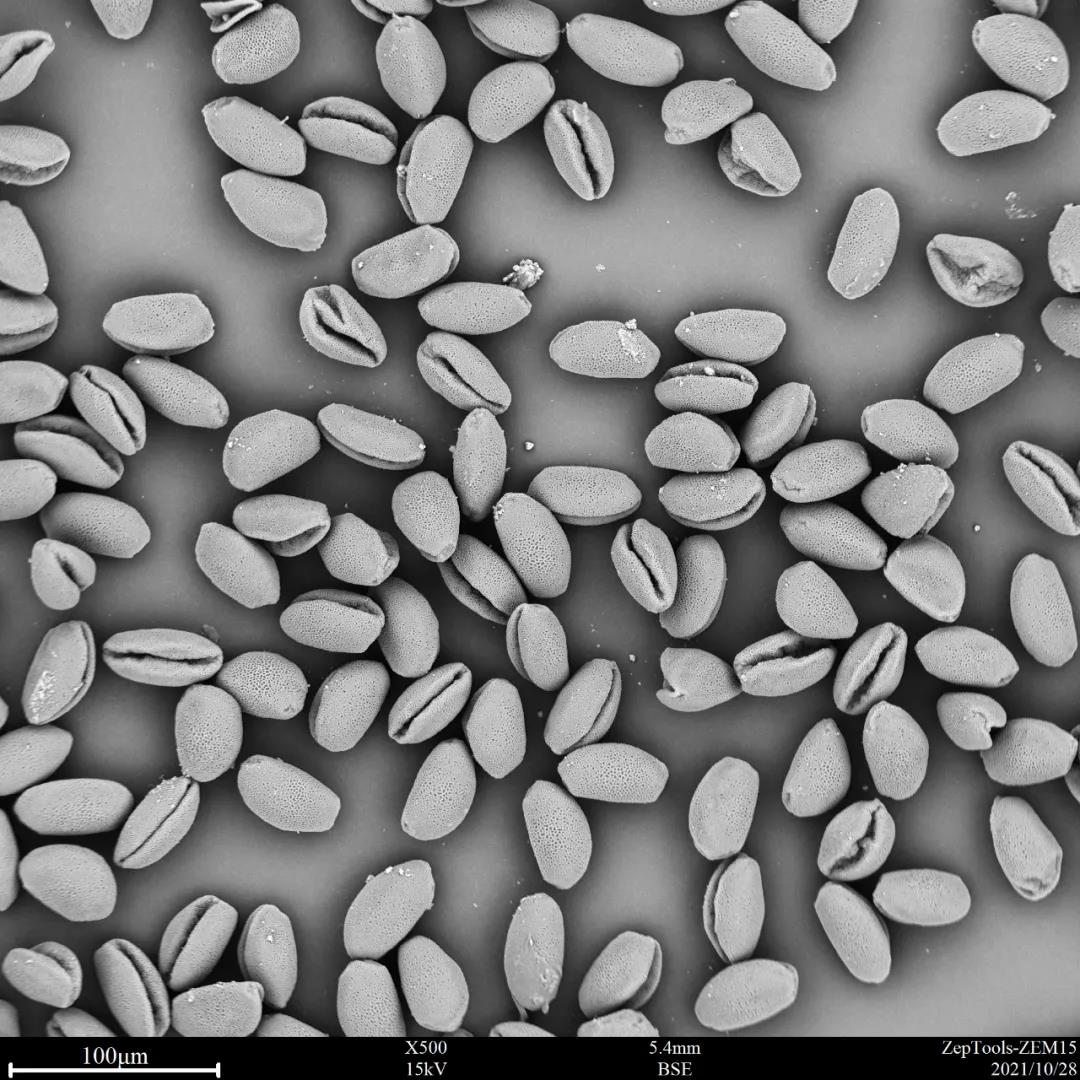 臺式掃描電鏡500倍下的蔥蓮花粉 臺式掃描電鏡500倍下的蔥蓮花粉