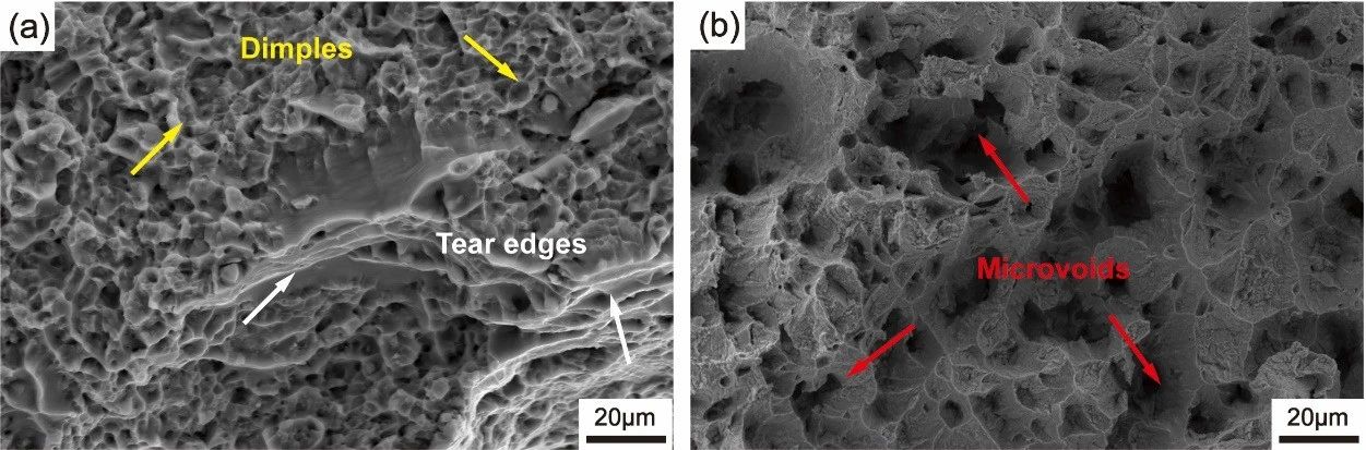澤攸科技原位SEM