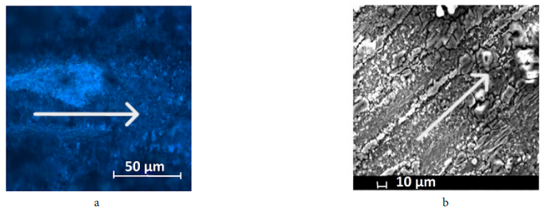 澤攸科技ZEM系列掃描電鏡 澤攸科技ZEM系列掃描電鏡